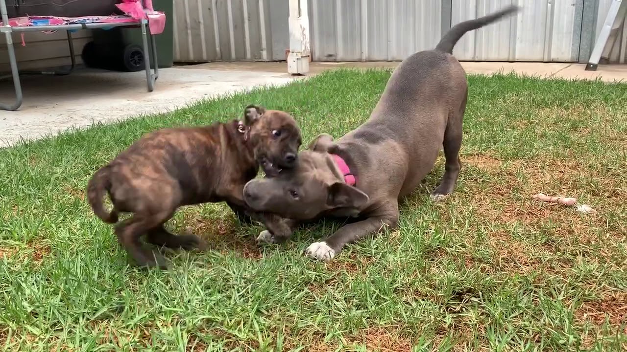 american staffy english staffy