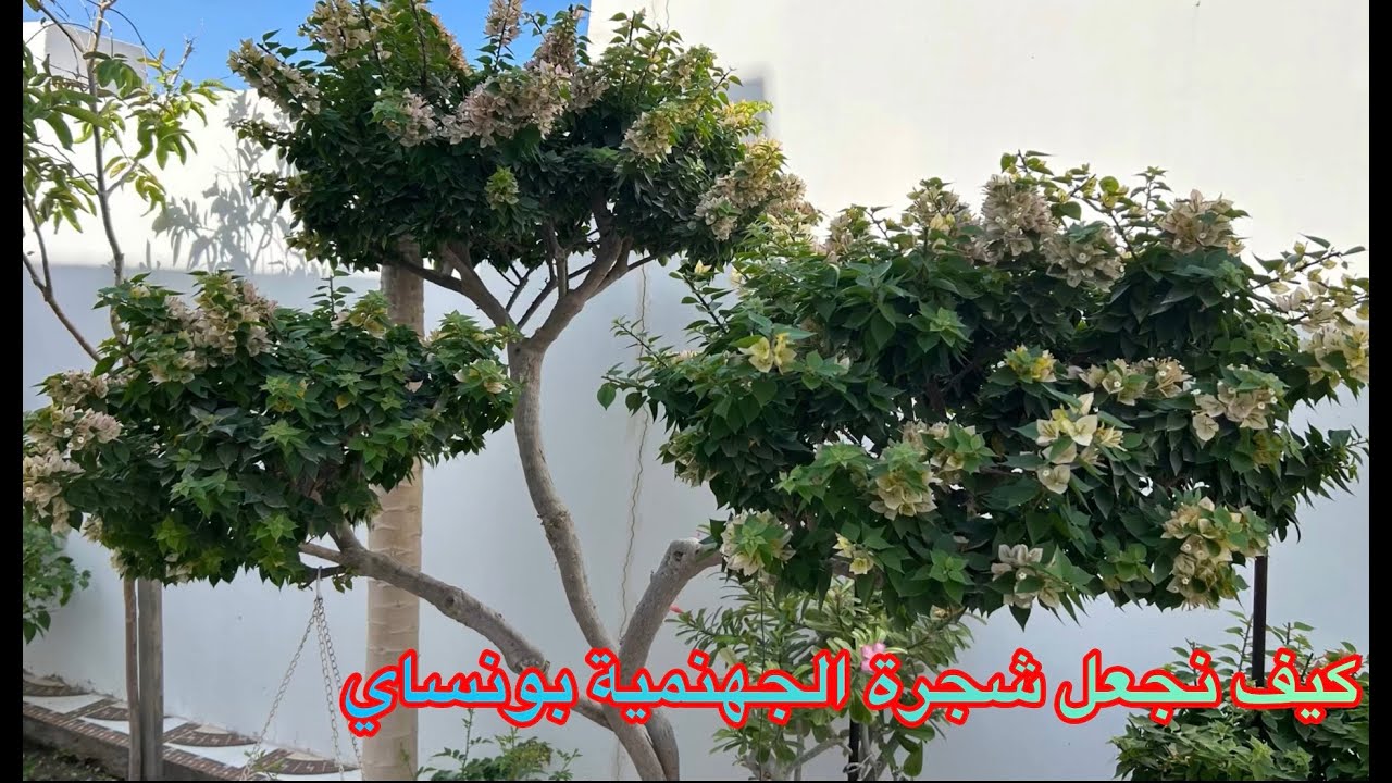 How to make a bougainvillea bonsai tree / كيف تجعل شجرة جهنمية بونساي
