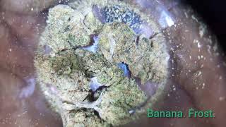 THCA SMALL BUDS . May 👑  Allegra .. Banana frost. HONEST TO REVIEW THCA #THCAREVIEW 