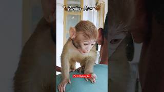 Bandar Mama. Song by : Sreejoni Nag, #bandar #monkey #jaishreeram #baby #viral #trending ๐ฆง๐๐๐