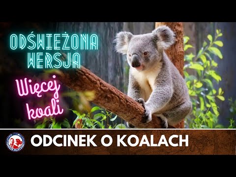 KOALA AUSTRALIJSKI | Wszystko, co warto wiedzieć o koalach| Dobrze Pojechane | AUSTRALIA