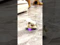 смешные животные #коты#гонщик#shorts