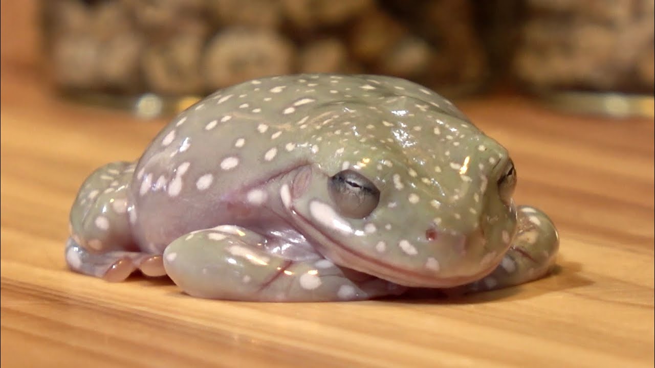 実験】寝ているカエルを1発で起こす方法 - YouTube