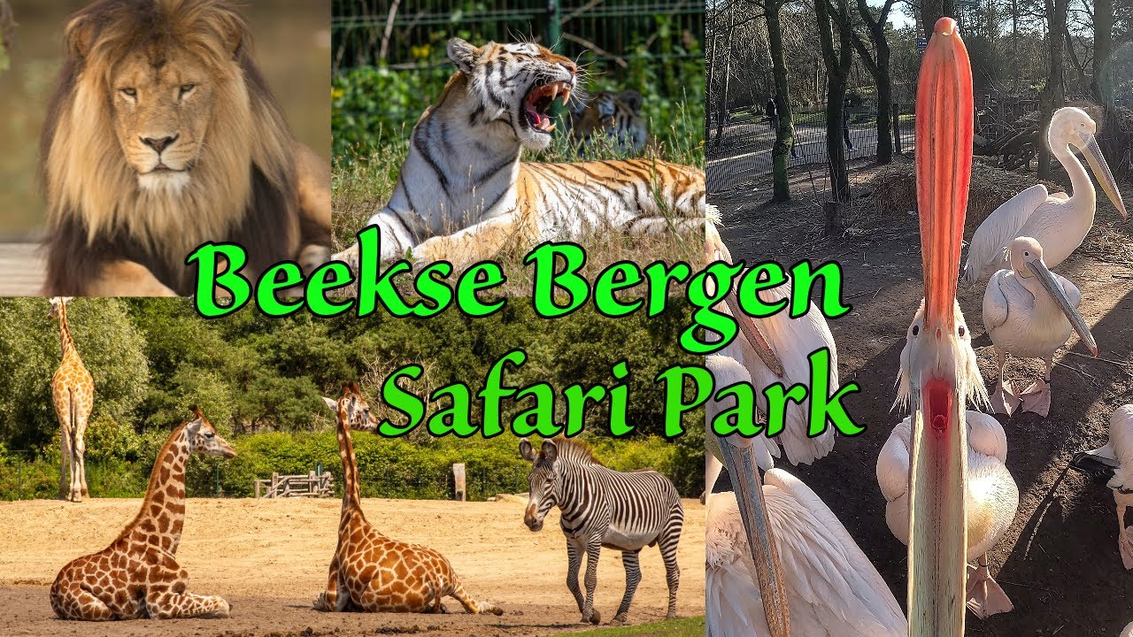 Beekse Bergen Safari Park Holland - Pelican tried to eat me!!