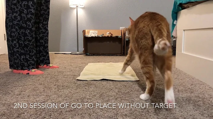 Clicker Training Cat to Go to Place