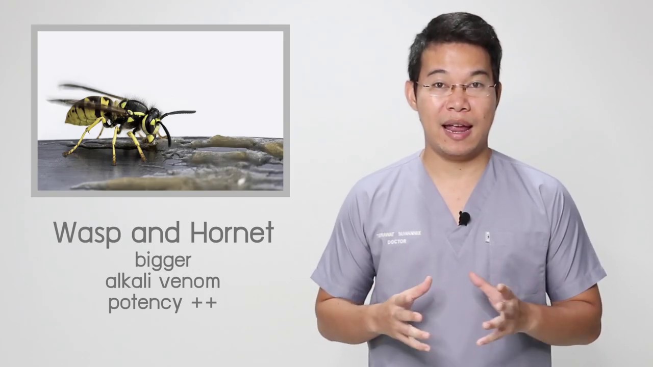 Bee stings first aid YouTube