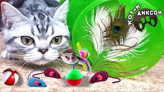 🐾😺 Любимые игрушки котика Диксона. Смешное видео про кошек 🐾😺 Любимые игрушки котика Диксона. Смешное видео про кошек