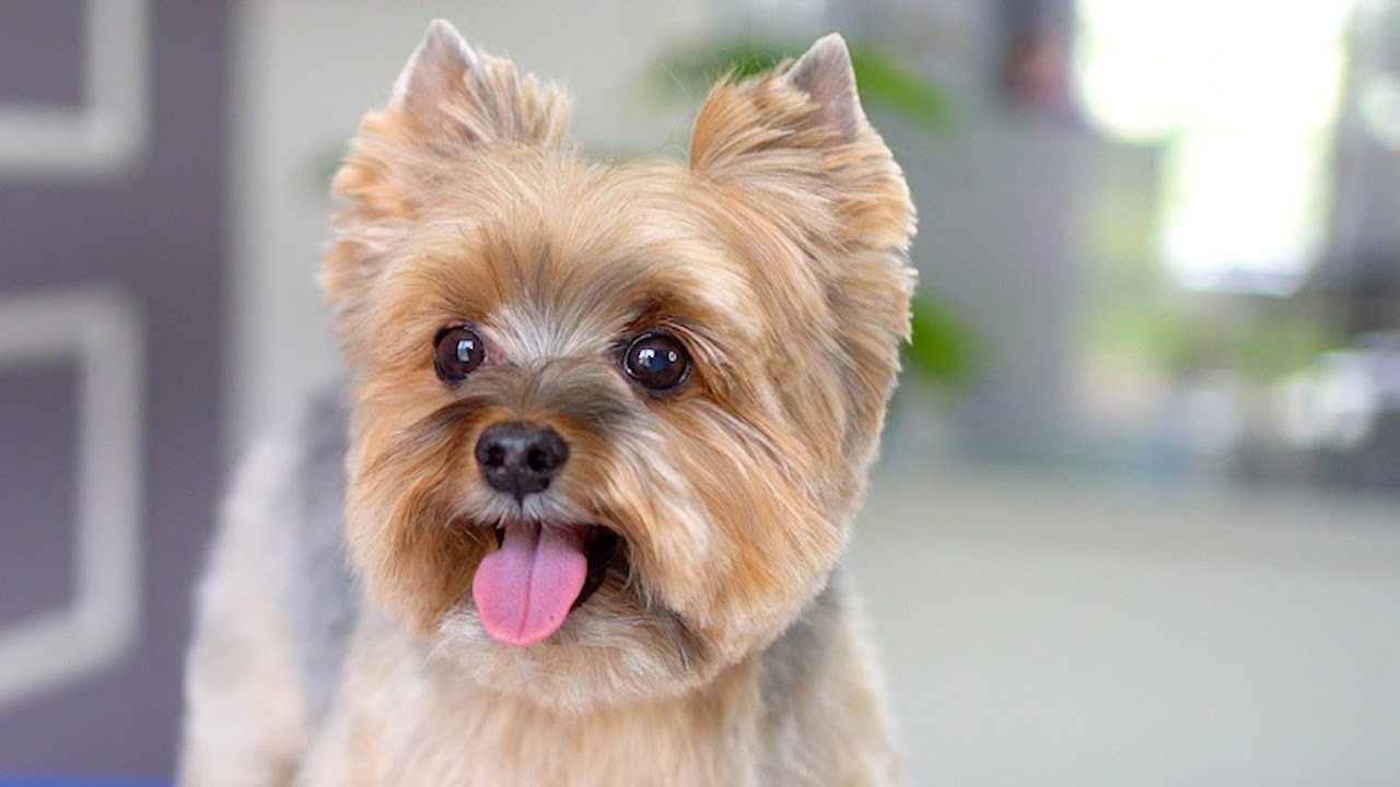 59 Best Yorkie Haircuts for Males and Females | Yorkie haircuts, Dog  haircuts, Yorkie puppy