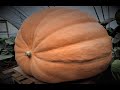 Timelapse  from seed to 600kg giant pumpkin