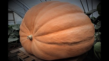 Timelapse | From seed to 600kg Giant Pumpkin