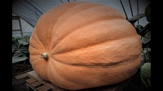 Timelapse | From seed to 600kg Giant Pumpkin