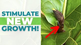 4 EASY Tips to Stimulate NEW GROWTH on Your Fiddle Leaf Fig