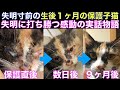 失明寸前の1ヶ月の保護子猫の目が復活する感動の実話物語をまとめてみた【保護子猫、子ネコ、仔猫、にゃんにゃんにゃんの日、猫の日、】