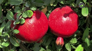Domestic and Export Market  for Indian Pomegranate