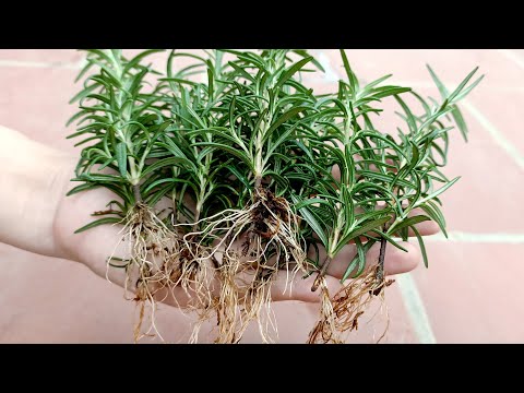 Amazing idea, How to grow Rosemary from cuttings, easy for beginners