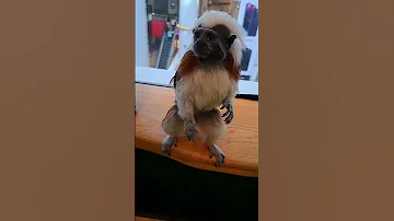 ЭДИПОВ ТАМАРИН. /Oedipov Tamarin.🤗🐒