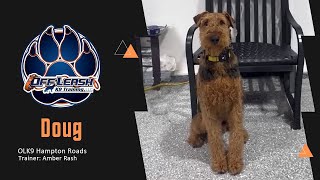 Leash Training an Airedale Terrier by Team JW Enterprises 28 views 2 weeks ago 2 minutes, 9 seconds