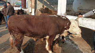 URGUT MOL BOZORI NARXLARI 2020 08 26///УРГУТ МОЛ БОЗОРИ НАРХЛАРИ   2020 08 26??????