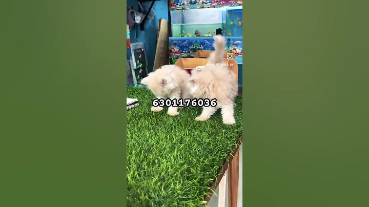 Video 11085171: persian cat pets, quality persian cat