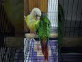 #touchwood nzr na lage jaaye #pineapple conure parrot #trending #parrotplaytime