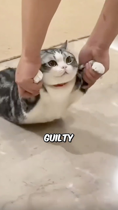 5 Signs Your Cat Hates You 🫤