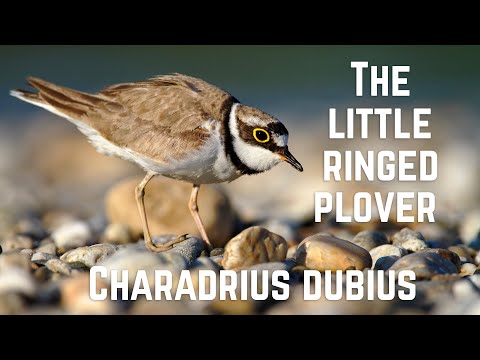 The little ringed plover (Charadrius dubius)