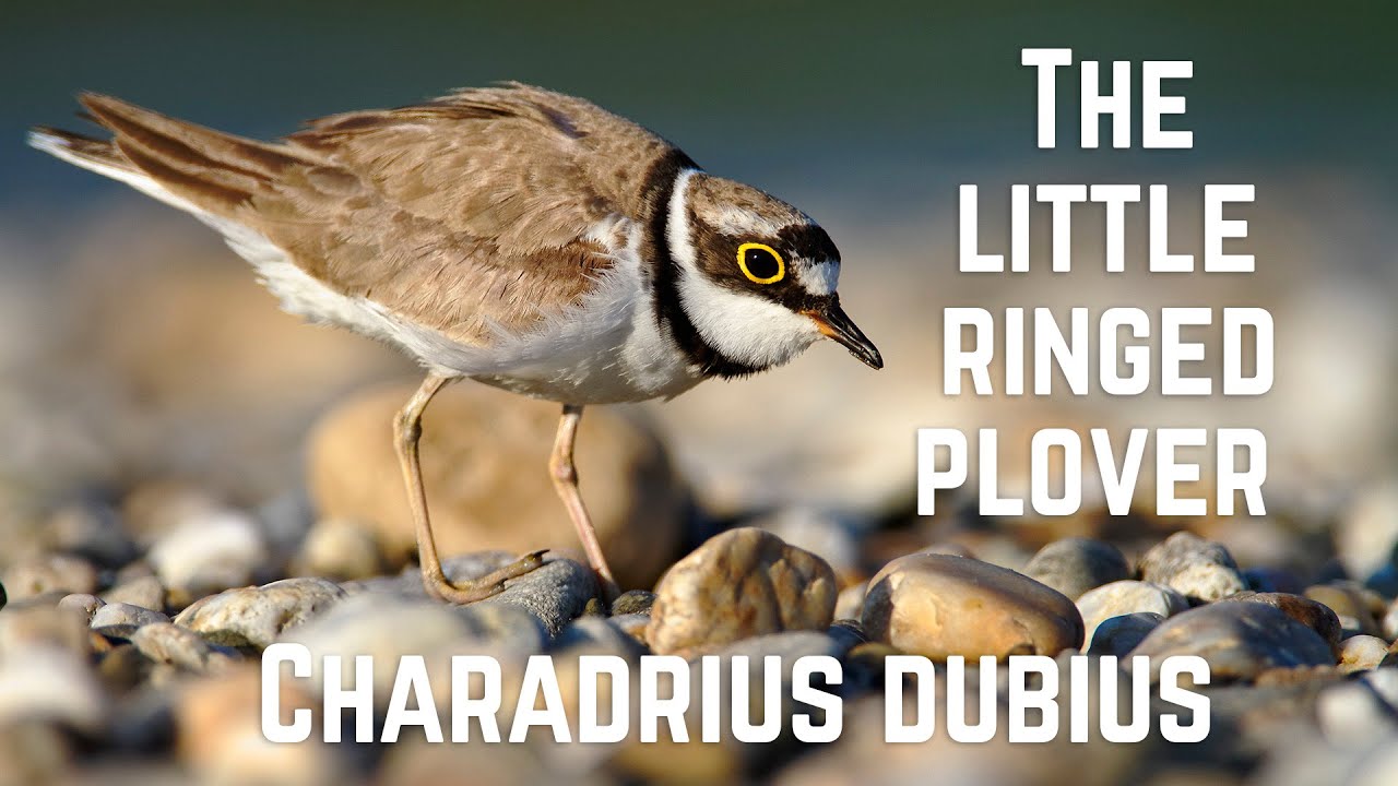 Little Ringed Plover stock photo - Minden Pictures