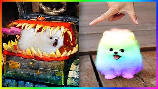 Funny and Cute Dog Pomeranian 2023 😍🐶| Funniest Puppy Videos 🐕 # 385