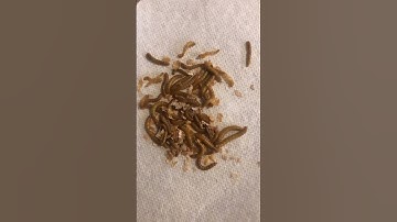Close-up Video Of Mealworms Crawling Around