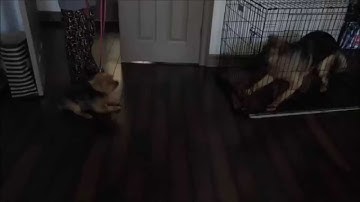 Reactive and Aggressive German Shepherd Rehab- Take the Lead K9 Training