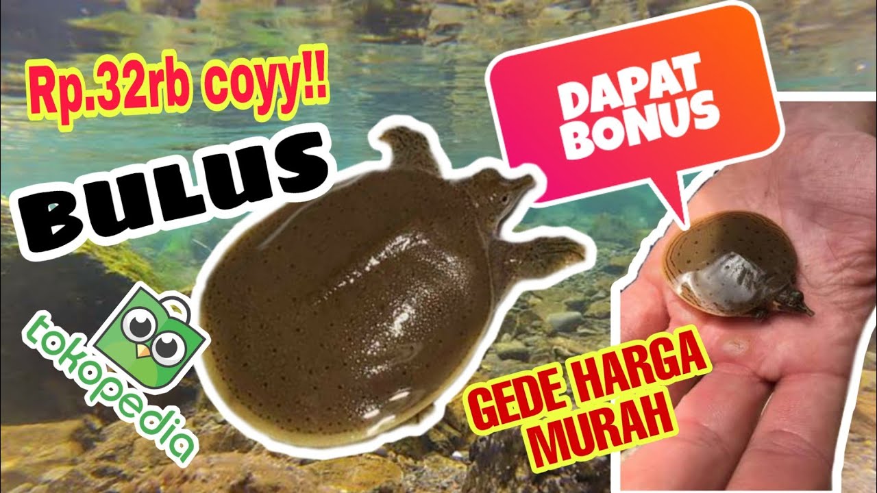 UNBOXING - labi labi Bulus ( Softshell Turtle ) murah dari tokopedia ...