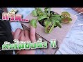 แกล้งซิลค์ !! ต้นไม้งับมือ... นิ้วพี่เซนจะเหลือมั๊ย !! Venus Flytrap - DING DONG DAD