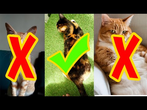 Video: Berat Badan Normal Untuk Kucing