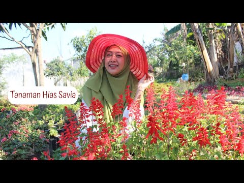 Video: Scarlet Sage Herb - Merawat Tanaman Sage Scarlet