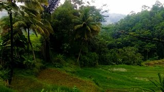 Cinematic sawah | cinematic video 30 detik | aesthetic sawah | story wa