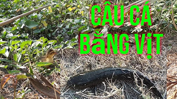 Câu cá bằng vịt hốt cá lóc khủng/săn bắt vhn