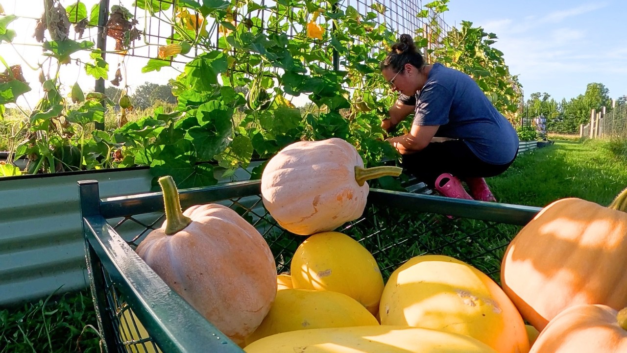 Garden Transition and Harvest Timing