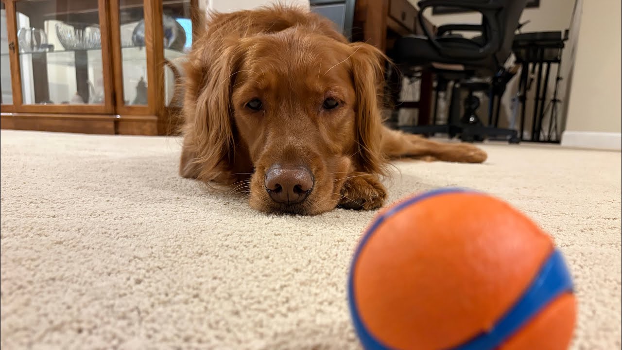 A trip to PetSmart/ Playing with Ruby