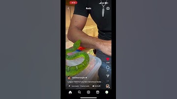 Nick the wrangler emerald tree boa bite him😮 #snakes 🐍 #snakebite #reptiles #animals #nature #boa