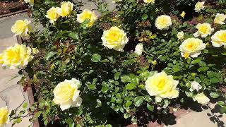 Rose Garden 🌹 Berkeley, California