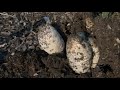 Cody Finds and Eats Wild Shaggy Ink Cap Mushrooms