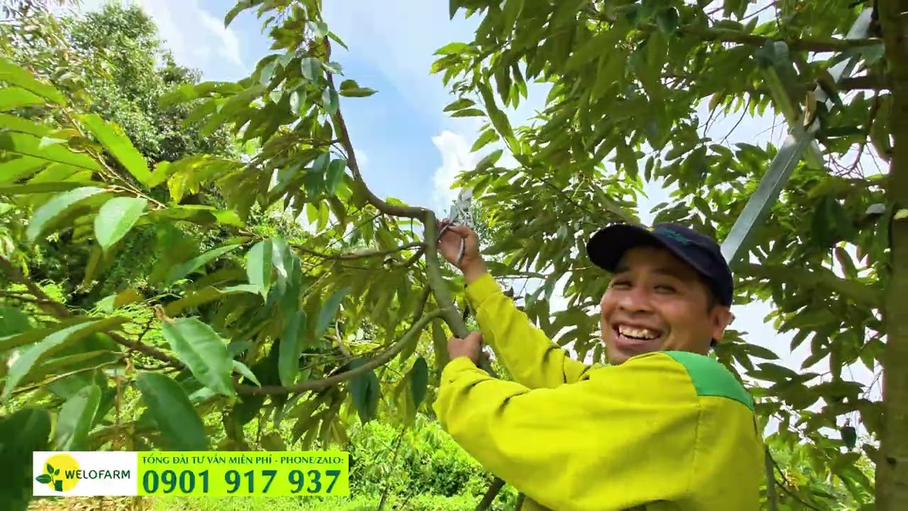 CÁCH TỈA CÀNH TẠO TÁN SẦU RIÊNG 4 NĂM