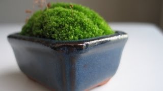 How to Make a Moss Pot: Emmymade