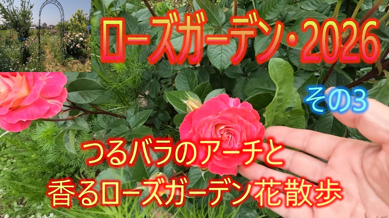 ローズガーデン・2026】つるバラのアーチ・香るローズガーデン花散歩