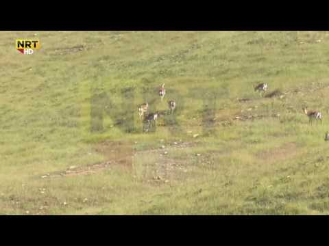 ئاسکە کانی گەرمیـان