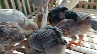 Review anakan ayam Plucker, Ala Guru Honorer, || Guru Honor Ternak ayam, untuk Nambah penghasilan