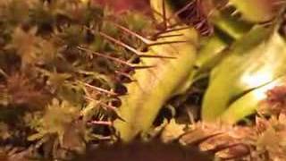 Venus Flytrap Crunches a Cricket