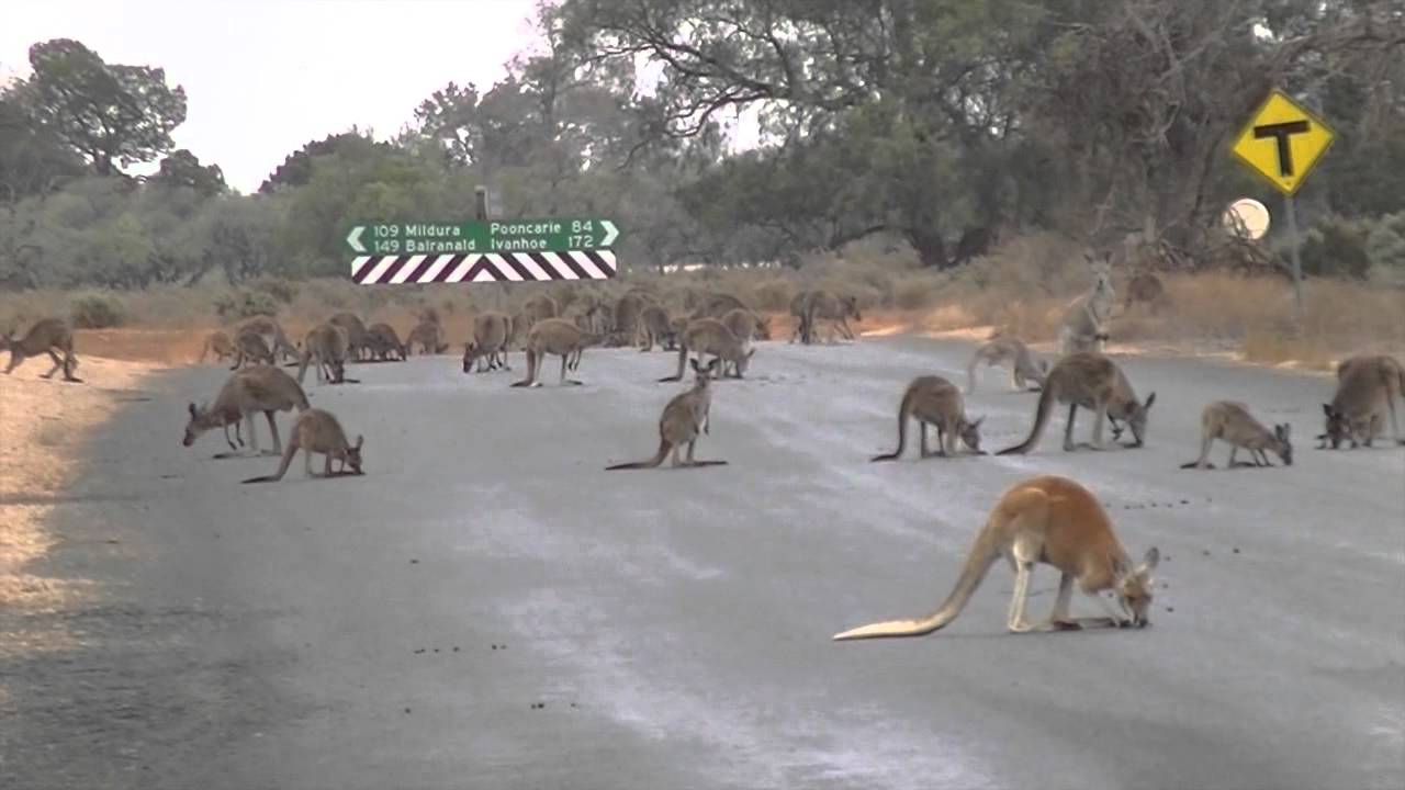 Kangaroos drinking off the road Mungo National Park YouTube