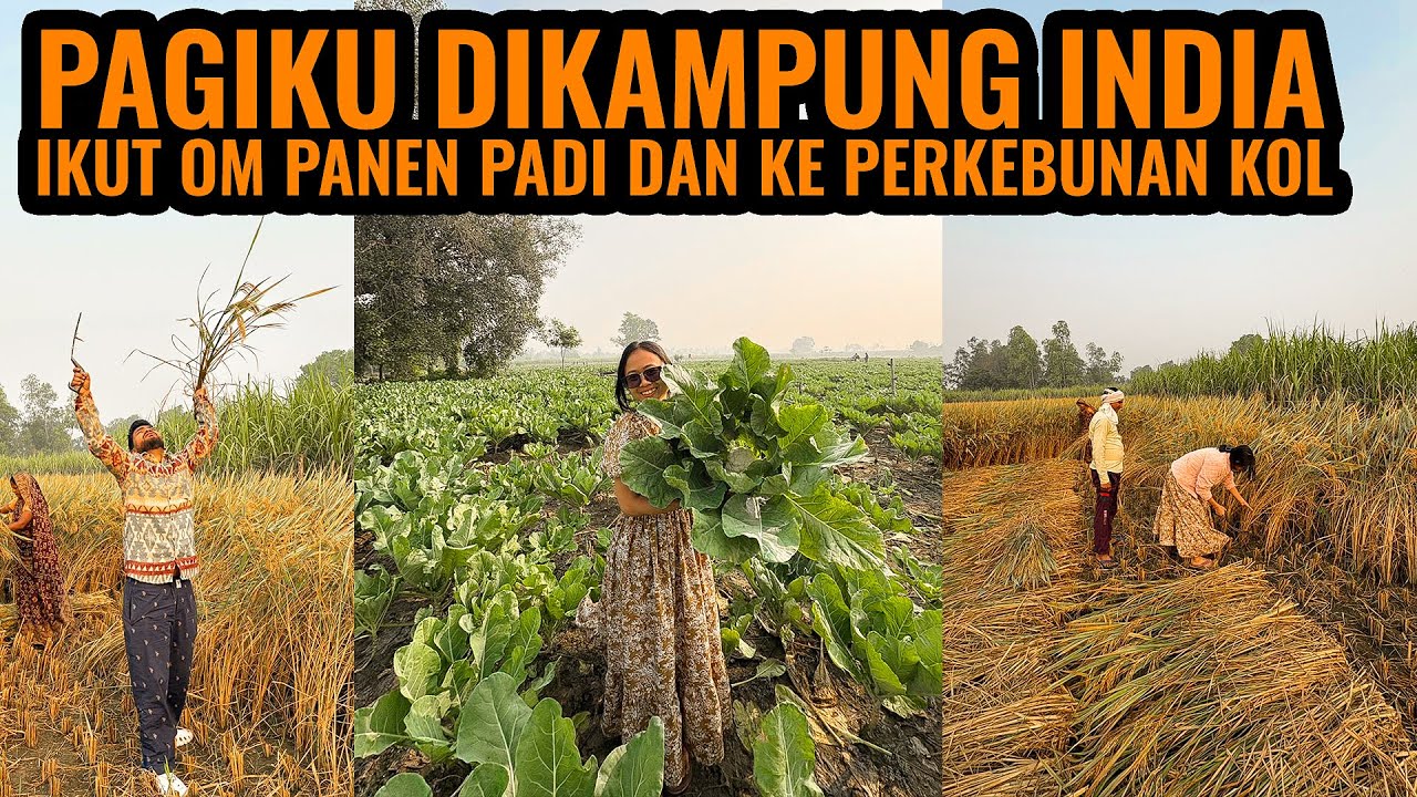 PAGIKU DIKAMPUNG INDIA ‼️PANEN PADI DAN KE PERKEBUNAN KOL