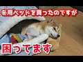 【京の柴犬】困った！犬用ベッドを買ってきたのですが...(笑)　太郎の犬モノガタリ＃１８５
